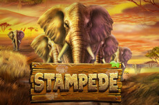 Stampede